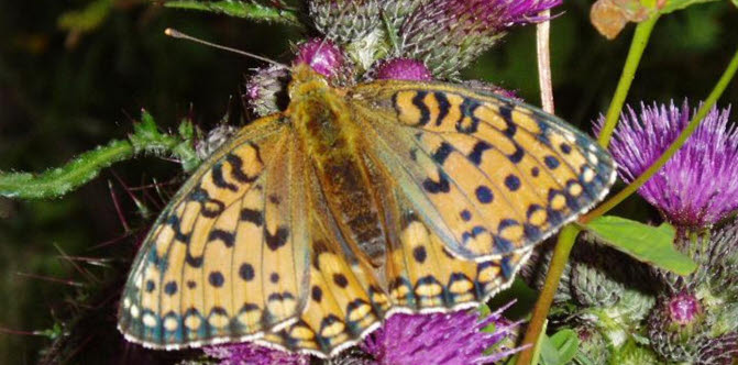 Littérature italienne