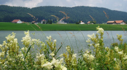 Livres en néerlandais