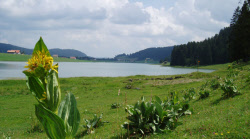 E-books en néerlandais