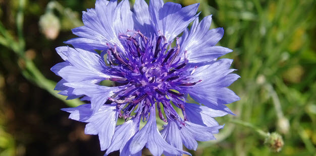 Littérature néerlandaise